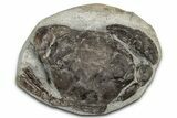 Eocene Fossil Crab (Pulalius) - Washington State #349477-1